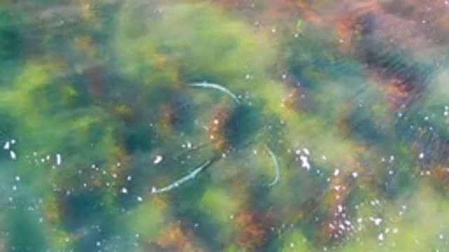 Small Fish Swimming in Shallow Green Water