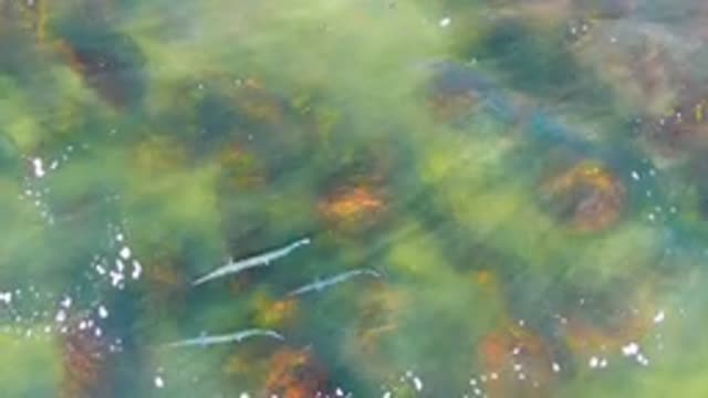 Small Fish Swimming in Clear Shallow Water