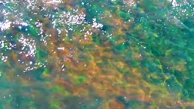 Swaying Seaweed in Shallow Clear Water