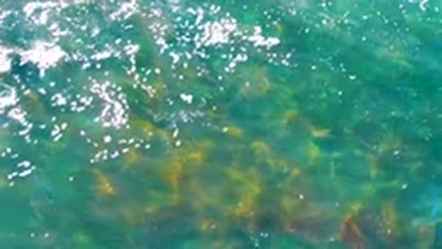 Shallow Turquoise Water with Seagrass and Sunlight Glints