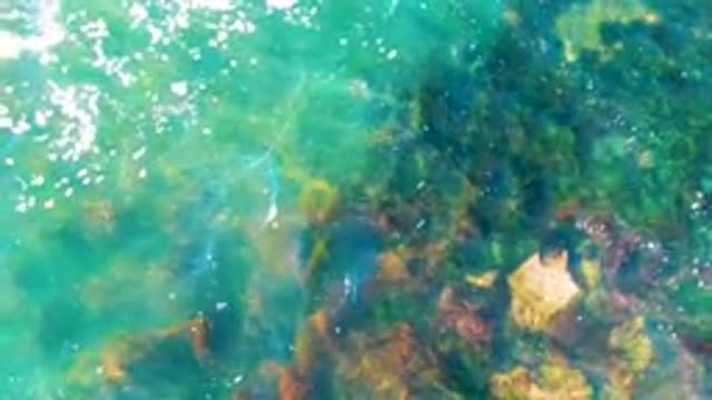 Clear Water with Seaweed and Rocks Under Surface