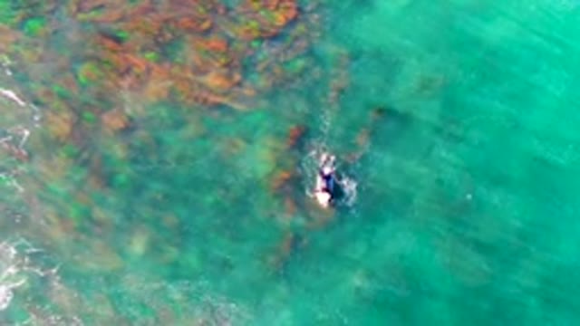 LA BOCANA BCS MEXICO-2022: Person Swimming in Clear Turquoise Ocean Water