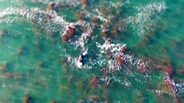 LA BOCANA BCS MEXICO-2022: Person Swimming in Shallow Turquoise Water