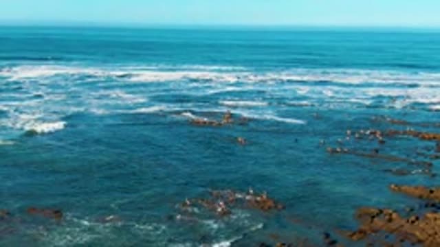 LA BOCANA BCS MEXICO-2022: Seabirds on Rocky Shore with Ocean Waves