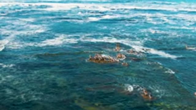 LA BOCANA BCS MEXICO-2022: Flock of Seabirds Floating in Clear Ocean Water