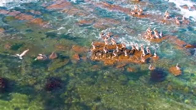 LA BOCANA BCS MEXICO-2022: Pelicans Flying and Perching on Rocky Ocean Reefs