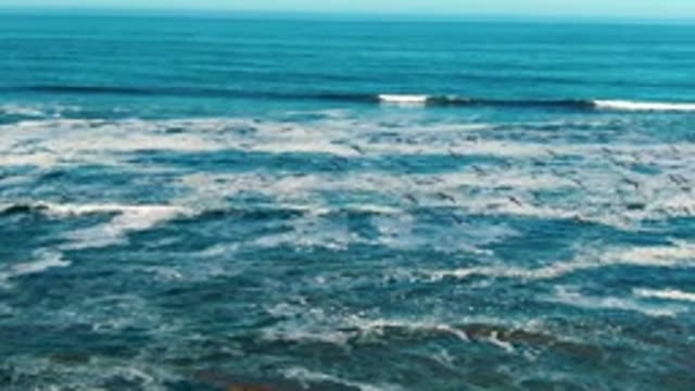 LA BOCANA BCS MEXICO-2022: Seagulls Flying over Ocean Waves and Kelp