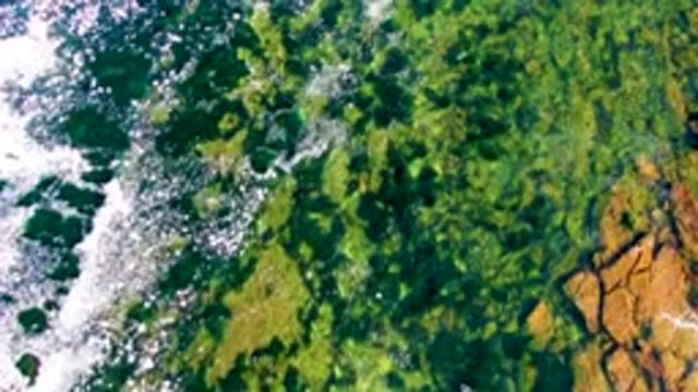 LA BOCANA BCS MEXICO-2022: Swimmer Gliding Through Clear Coastal Waters with Green Algae