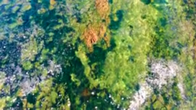 LA BOCANA BCS MEXICO-2022: Shallow Water with Underwater Rocks and Green Algae