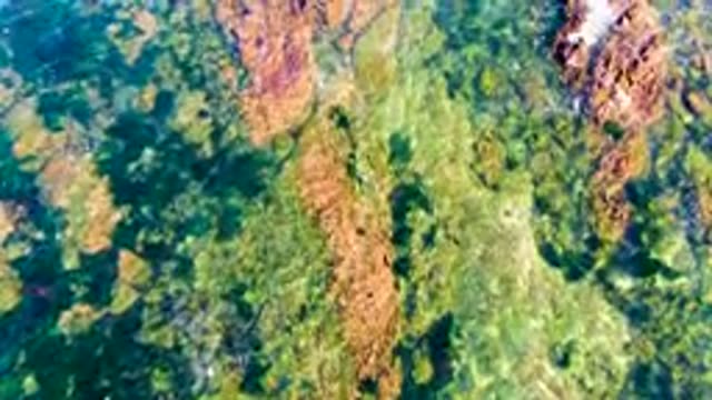 LA BOCANA BCS MEXICO-2022: Rocky Seabed with Algae Under Clear Shallow Water