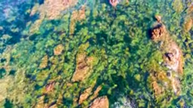 LA BOCANA BCS MEXICO-2022: Overhead View of Rocky Seabed with Green Algae in Clear Water