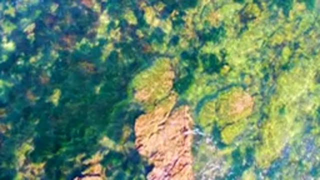 LA BOCANA BCS MEXICO-2022: Rocky Seabed and Seaweed Under Clear Shallow Water