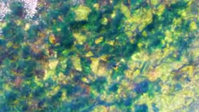LA BOCANA BCS MEXICO-2022: Underwater Rocks Visible Through Clear, Rippling Water