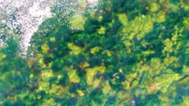 LA BOCANA BCS MEXICO-2022: Clear Shallow Water with Submerged Green Vegetation