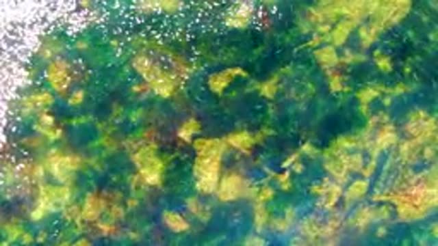 LA BOCANA BCS MEXICO-2022: Overhead View of Shallow Water with Rocky Seabed and Algae