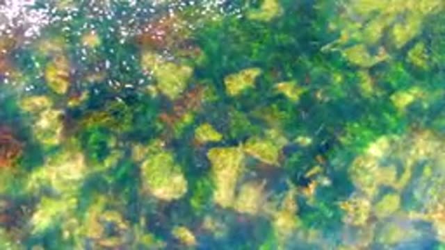 LA BOCANA BCS MEXICO-2022: Shallow Water Revealing Rocks and Swaying Seaweed