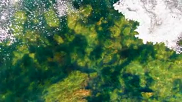 LA BOCANA BCS MEXICO-2022: Shallow Water Algae and Foamy Shore Movement