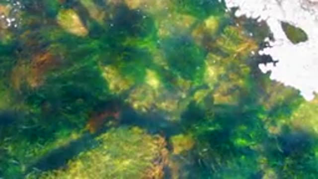 LA BOCANA BCS MEXICO-2022: Shallow Water Algae and Seabed with Gentle Currents