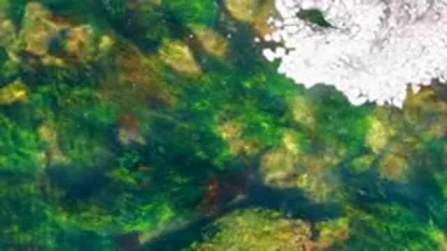 LA BOCANA BCS MEXICO-2022: Underwater View of Shallow Stream with Rocks and Aquatic Plants