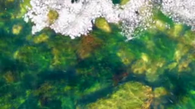 LA BOCANA BCS MEXICO-2022: Clear Water with Floating Ice and Submerged Plants