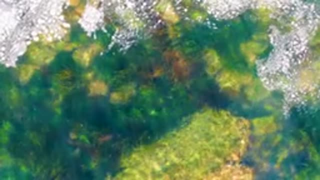 LA BOCANA BCS MEXICO-2022: Underwater Seaweed and Sunlight Through Clear Water