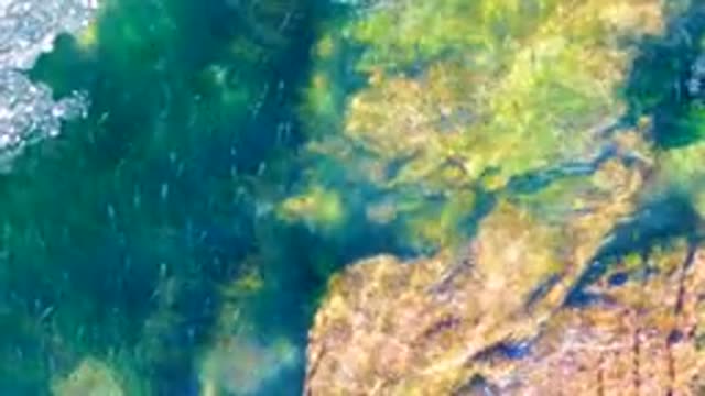 LA BOCANA BCS MEXICO-2022: School of Fish Swimming over Rocky Seabed