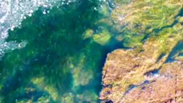 LA BOCANA BCS MEXICO-2022: Fish Swimming in Shallow Clear Water Near Rocks