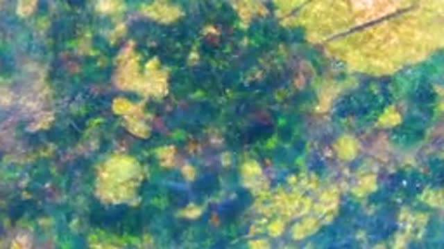 LA BOCANA BCS MEXICO-2022: Underwater Scene with Aquatic Plants and Water Ripples