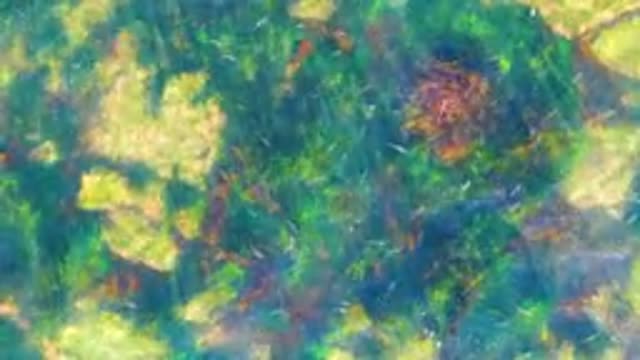 LA BOCANA BCS MEXICO-2022: Clear Water Revealing Seaweed and Small Fish