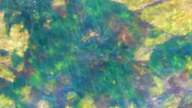 LA BOCANA BCS MEXICO-2022: Shallow Clear Water with Rocks and Aquatic Plants