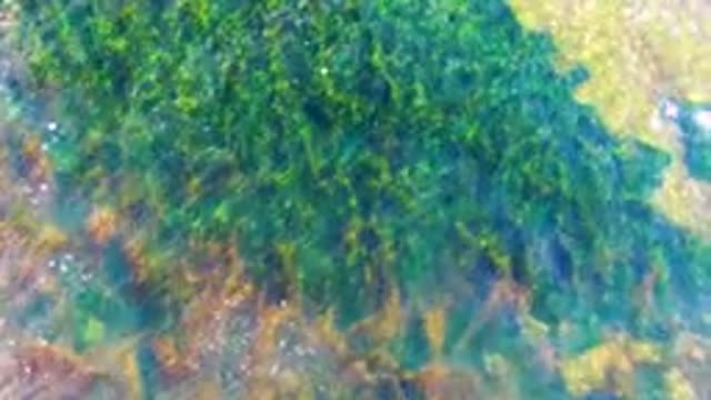LA BOCANA BCS MEXICO-2022: Swaying Seaweed in Shallow Clear Water