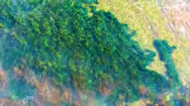 LA BOCANA BCS MEXICO-2022: Swaying Seaweed in Shallow Clear Water