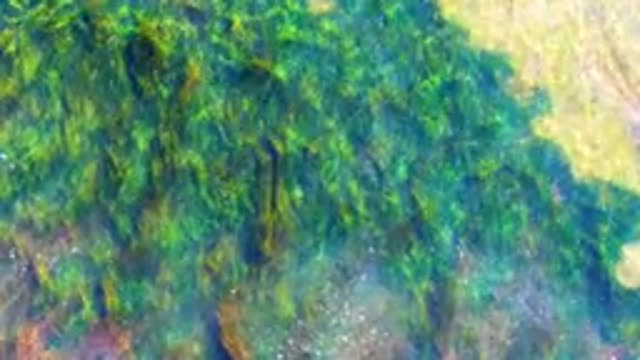 LA BOCANA BCS MEXICO-2022: Shallow Water Seagrass Swaying with Gentle Currents
