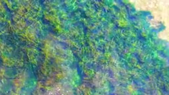 LA BOCANA BCS MEXICO-2022: Shallow Water Seagrass Swaying in Gentle Currents