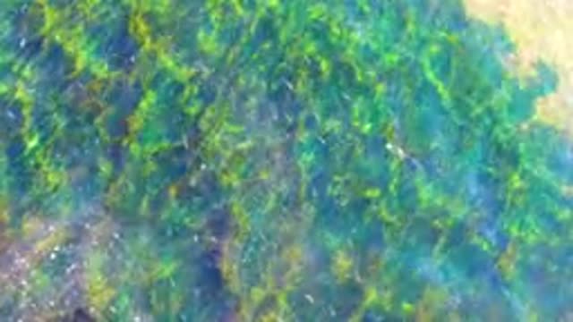 LA BOCANA BCS MEXICO-2022: Swaying Seaweed in Shallow Clear Water