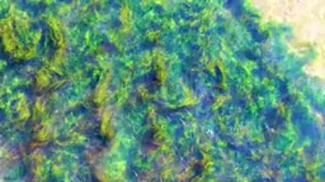 LA BOCANA BCS MEXICO-2022: Shallow Water Seagrass and Gentle Wave Motion