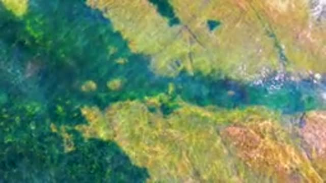 LA BOCANA BCS MEXICO-2022: Underwater Rocky Seabed with Aquatic Plants and Water Ripples