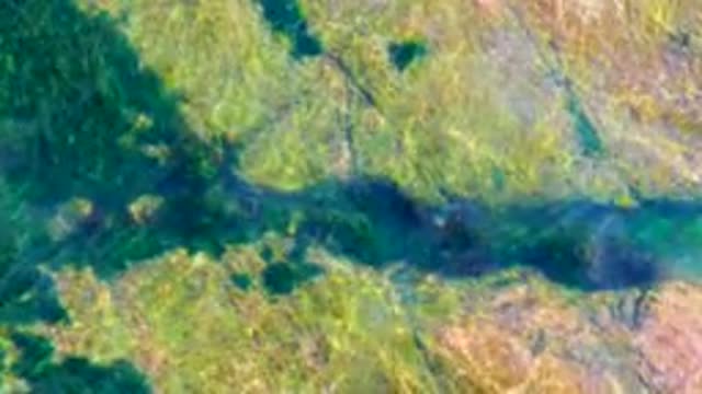 LA BOCANA BCS MEXICO-2022: Seaweed Swaying in Shallow Clear Water