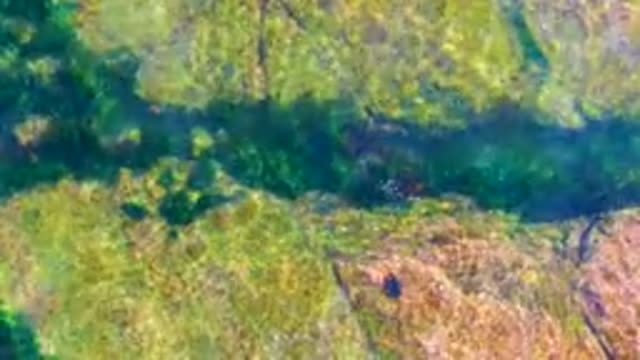 LA BOCANA BCS MEXICO-2022: Fish Swimming in Shallow Clear Water Over Rocks