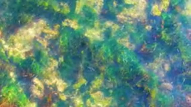 LA BOCANA BCS MEXICO-2022: Underwater Seagrass and Rocky Seabed in Clear Water