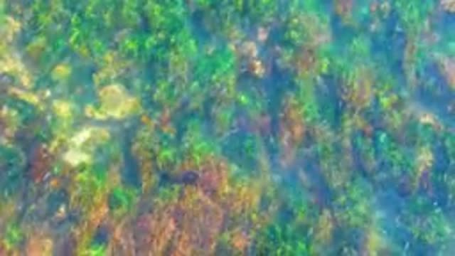LA BOCANA BCS MEXICO-2022: Seaweed and Rocks in Shallow Clear Water