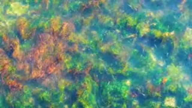 LA BOCANA BCS MEXICO-2022: Underwater Seaweed and Algae in Shallow Clear Water