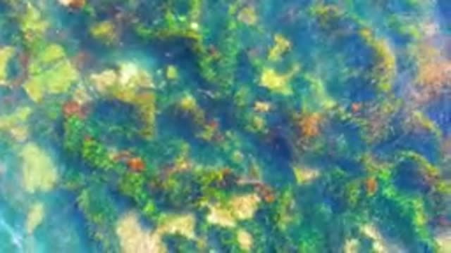 LA BOCANA BCS MEXICO-2022: Shallow Clear Water with Underwater Vegetation and Wave Motion