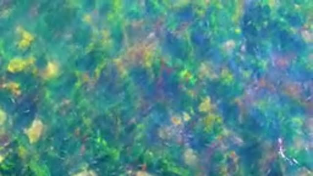 LA BOCANA BCS MEXICO-2022: Clear Water Seagrass and Rocky Seabed