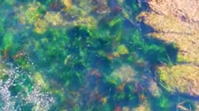 LA BOCANA BCS MEXICO-2022: Clear Shallow Water Over Rocky Seabed with Seaweed