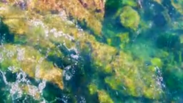 LA BOCANA BCS MEXICO-2022: Overhead View of Clear Water Over Algae-Covered Rocks