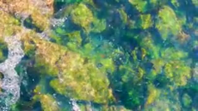 LA BOCANA BCS MEXICO-2022: Clear Water Flowing Over Algae-Covered Rocks
