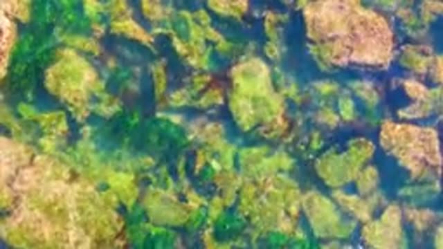 LA BOCANA BCS MEXICO-2022: Clear Shallow Water Over Rocky Seabed with Green Algae