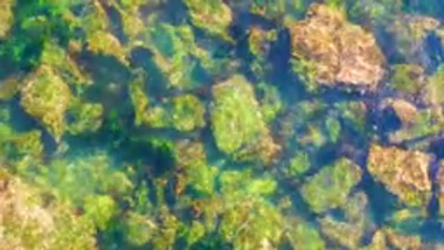 LA BOCANA BCS MEXICO-2022: Overhead View of Algae-Covered Rocks in Clear Shallow Water