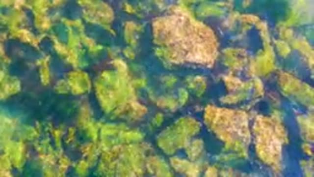 LA BOCANA BCS MEXICO-2022: Clear Water Over Algae-Covered River Rocks
